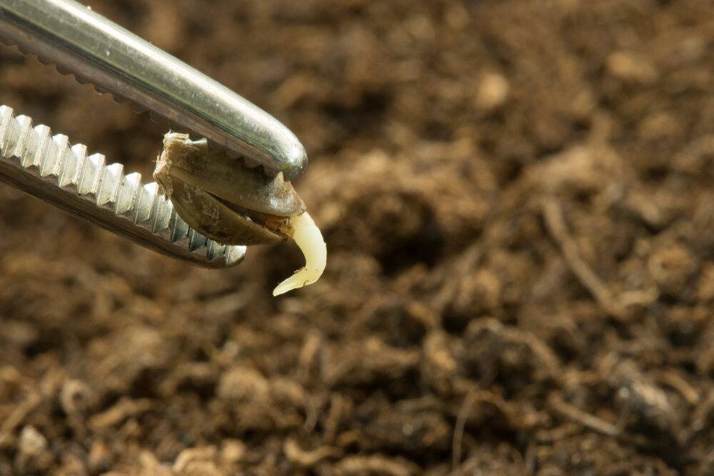 autoflower cannabis seed being germinated autoflower seed being germinated