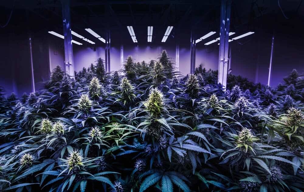autoflower plants in the flowering stage in dimly lit grow room autoflower plants in the flowering stage in dimly lit grow room