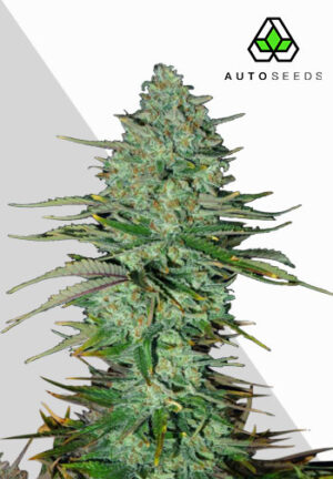 Apple Fritters Autoflower Seeds | Auto Seeds