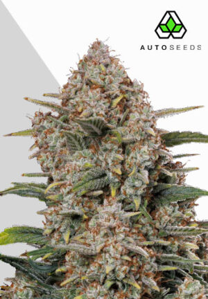 Gorilla Cookies Autoflower Seeds | Auto Seeds