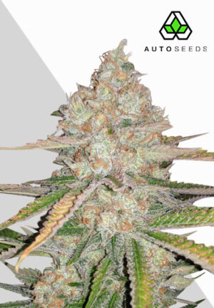 Pineapple Express Autoflower Seeds | Auto Seeds