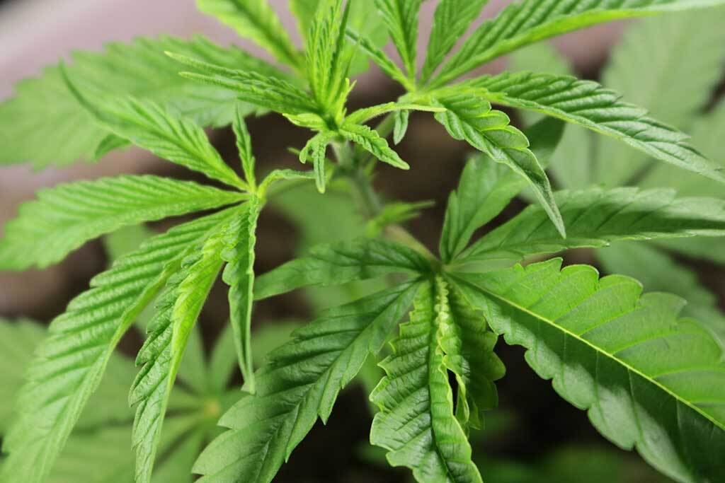 Autoflower life cycle young growing marijuana in pinkish plastic container, lush bright fresh cannabis bush in early growth stage