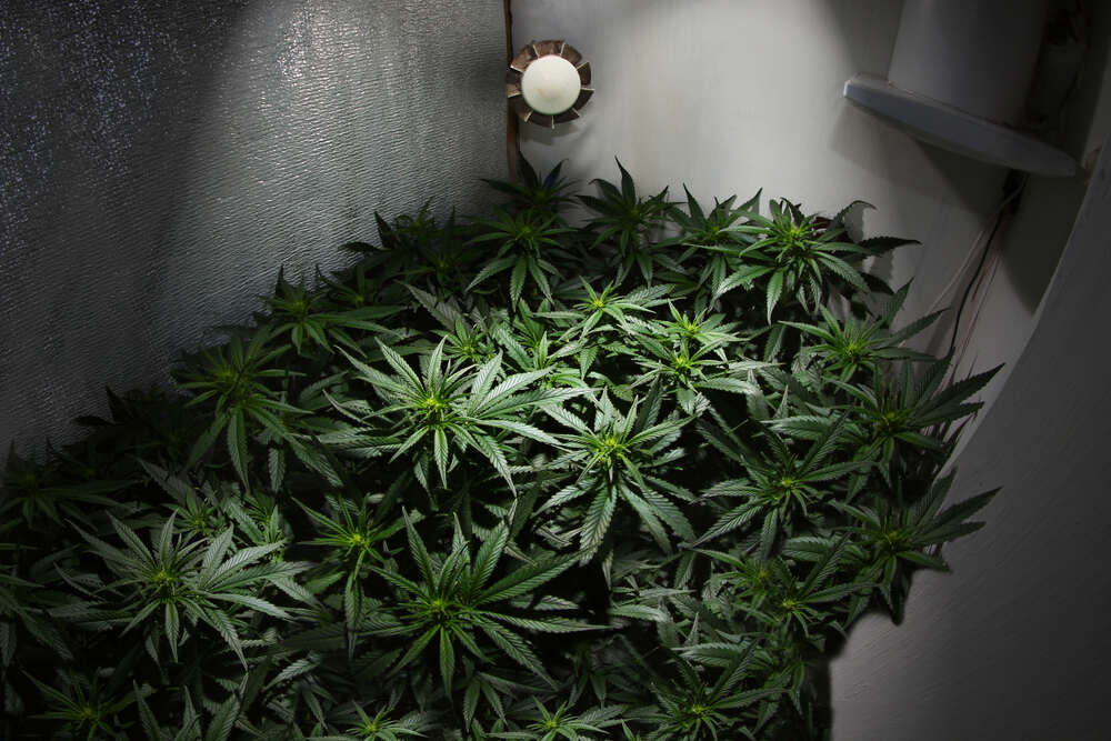 cannabis plants growing indoors in a grow tent
