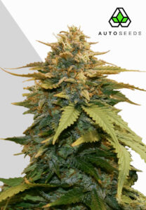 Gold Leaf Autoflower