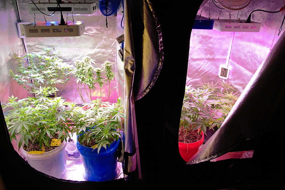 cannabis plants growing inside grow tents