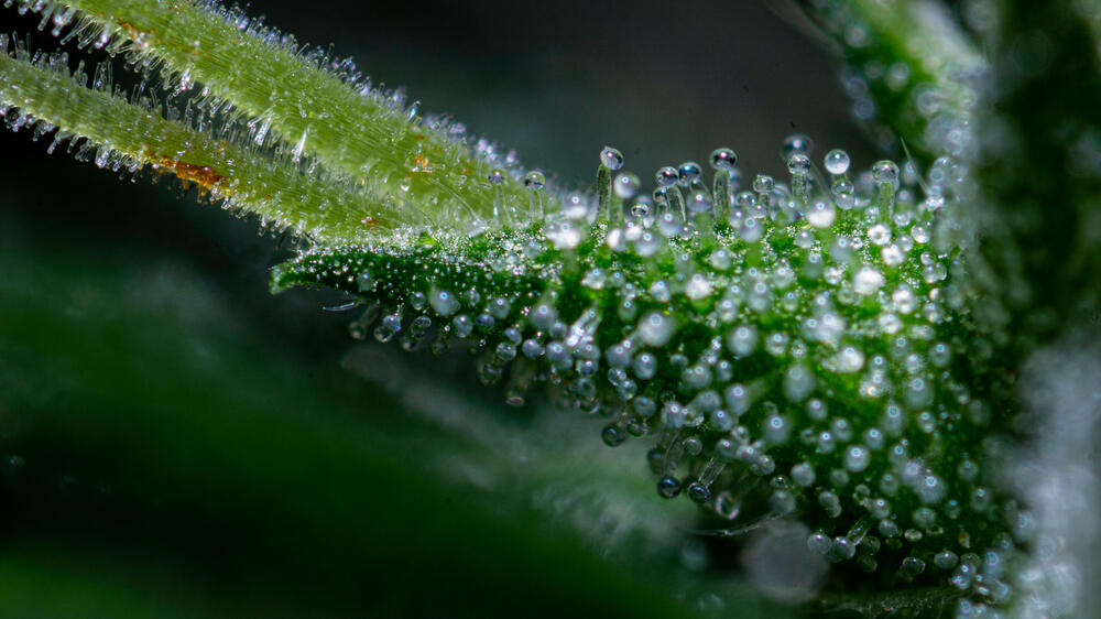 crystal trichomes on cannabis bud