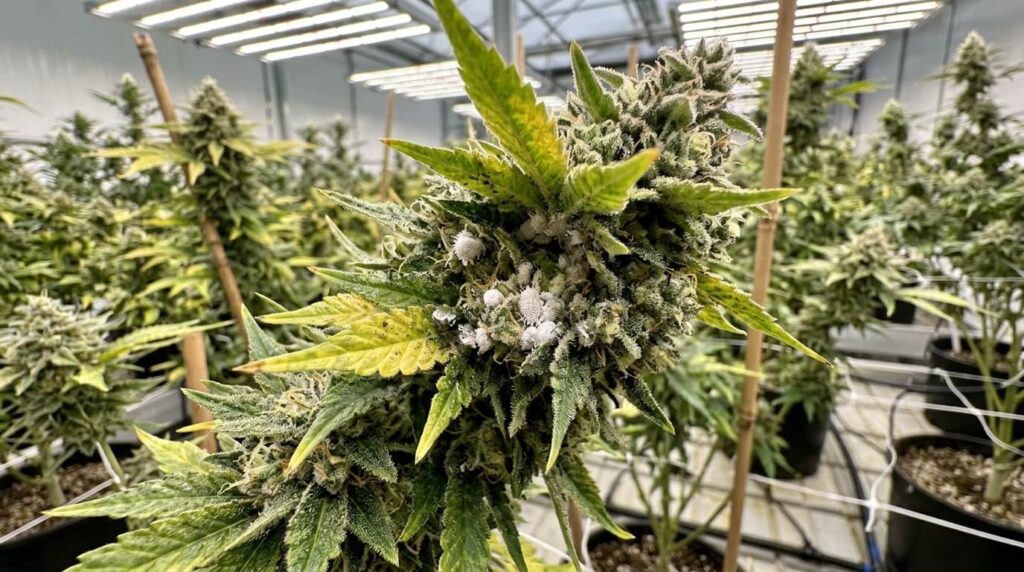 mealybugs damage during cannabis flowering