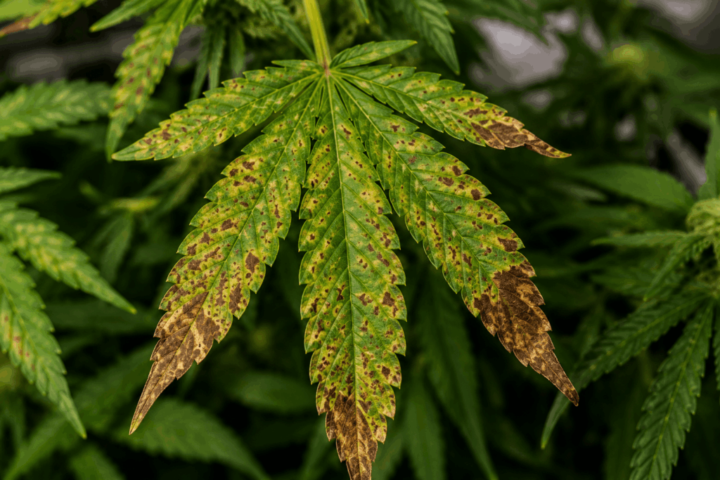 Cannabis leaf with brown spots.