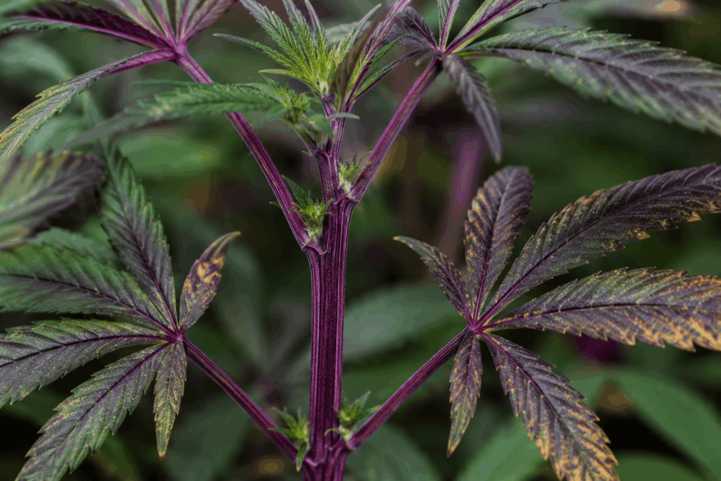 detailed close up of botanical stem and leaves