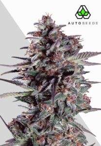 Purple Lemonade Autoflower