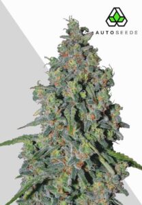 Trainwreck Autoflower