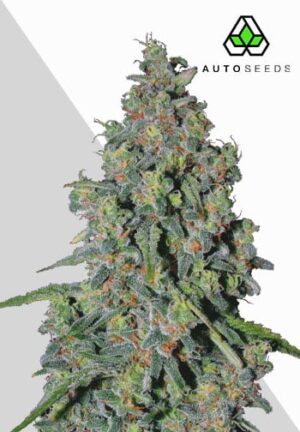 Trainwreck Autoflower