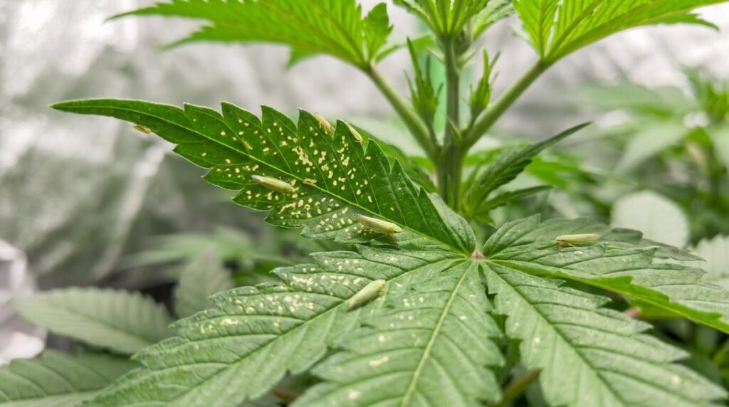 leafhoppers affecting cannabis plant