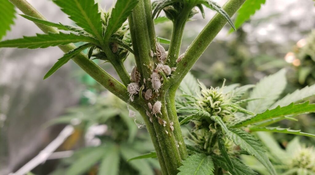 mealybugs on cannabis stem