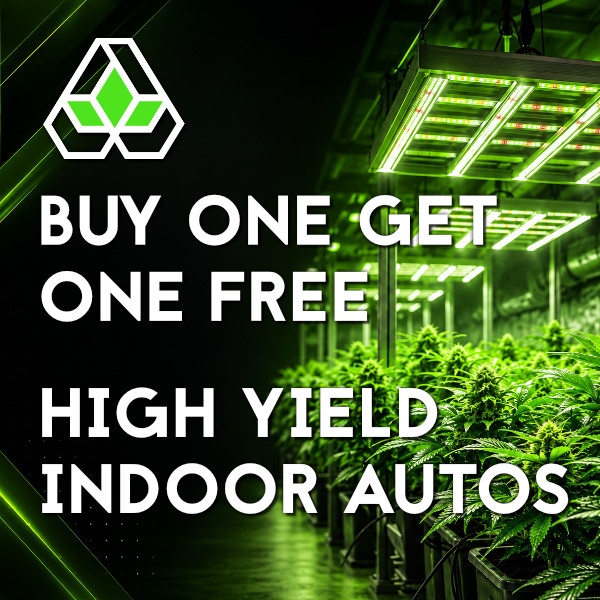Auto Seeds Sale
