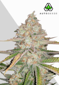 Pineapple Express Autoflower Seeds | Auto Seeds