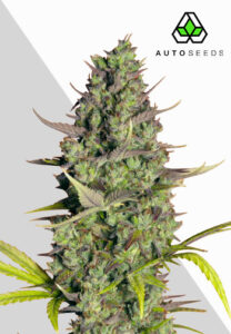 Wedding Cake Autoflower Seeds | Auto Seeds