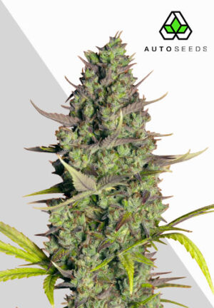 Wedding Cake Autoflower Seeds | Auto Seeds