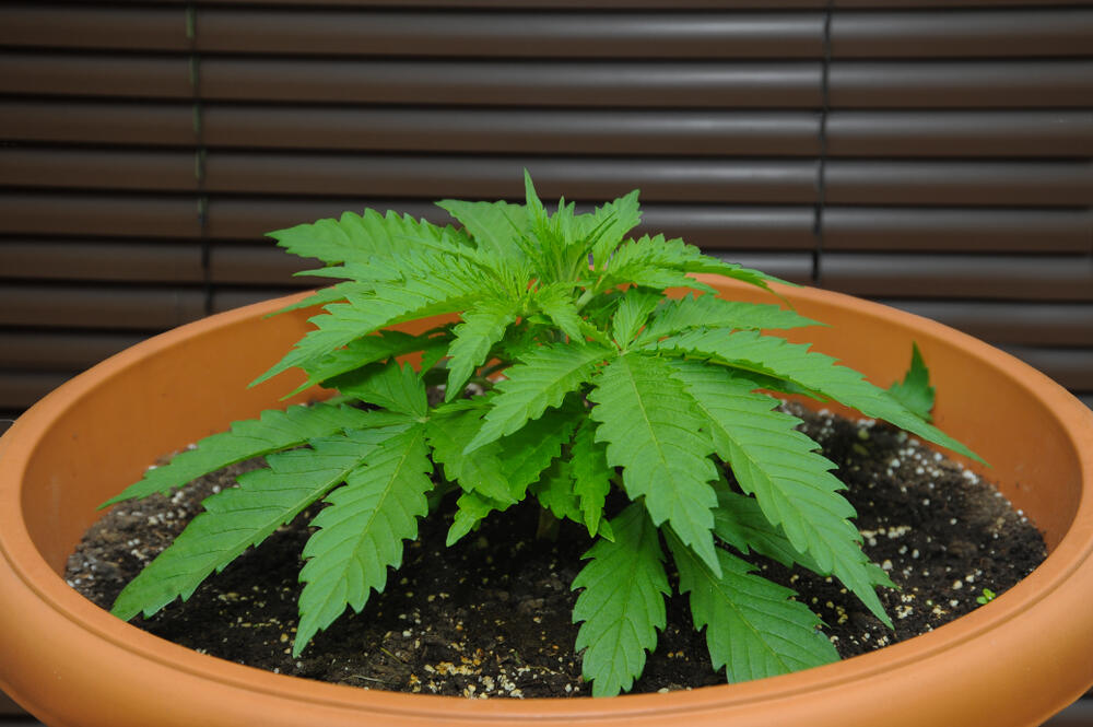Early cannabis plant in veg stage in growing pot 