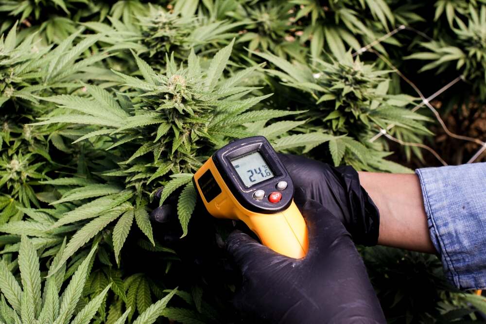 a persons hands holding a digital thermometer over a cannabis leaves