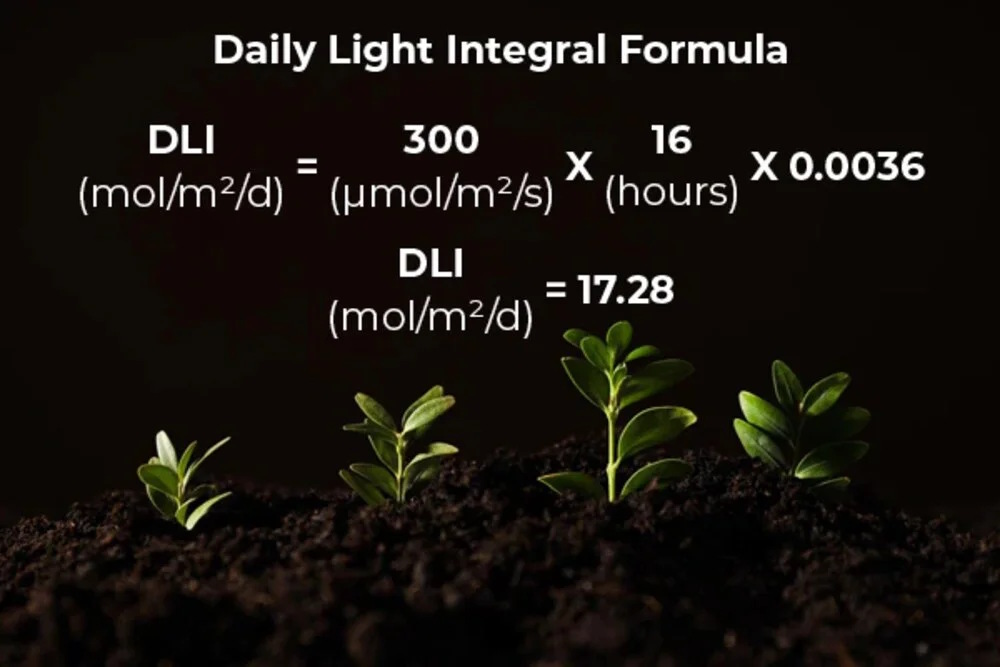 daily light integral graph formula