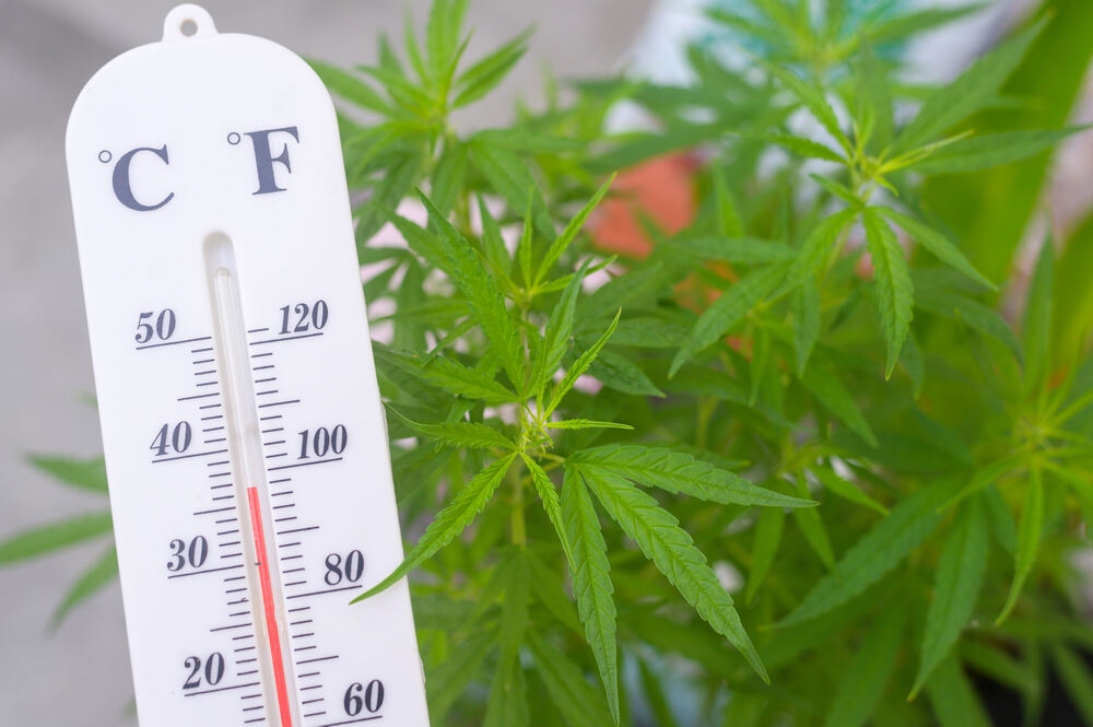 Thermometer showing the temperature on cannabis plants