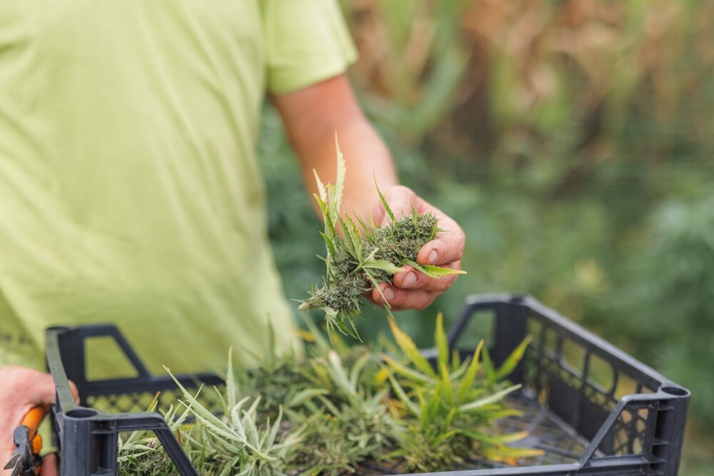 a man in a green top holding cannabis plant that has been harvested