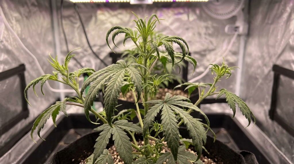 cannabis plant with stiff leaves