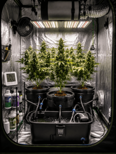 Hydropoinc Autoflower Grow Tent Setup