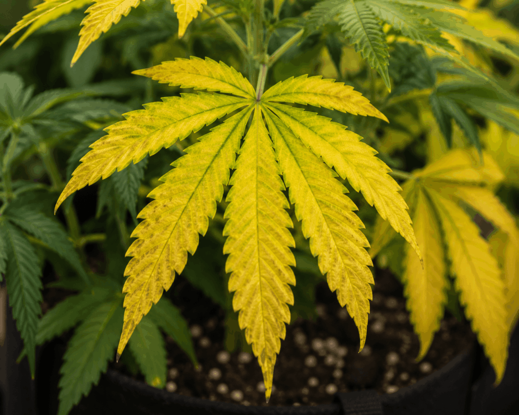 Yellow cannabis leaf on plant.