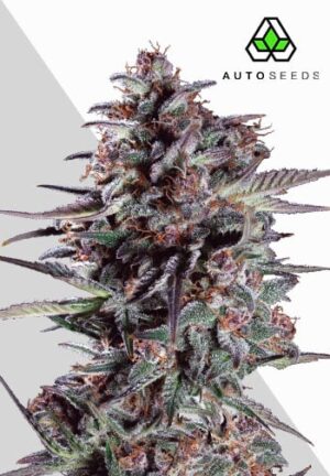Purple Lemonade Autoflower