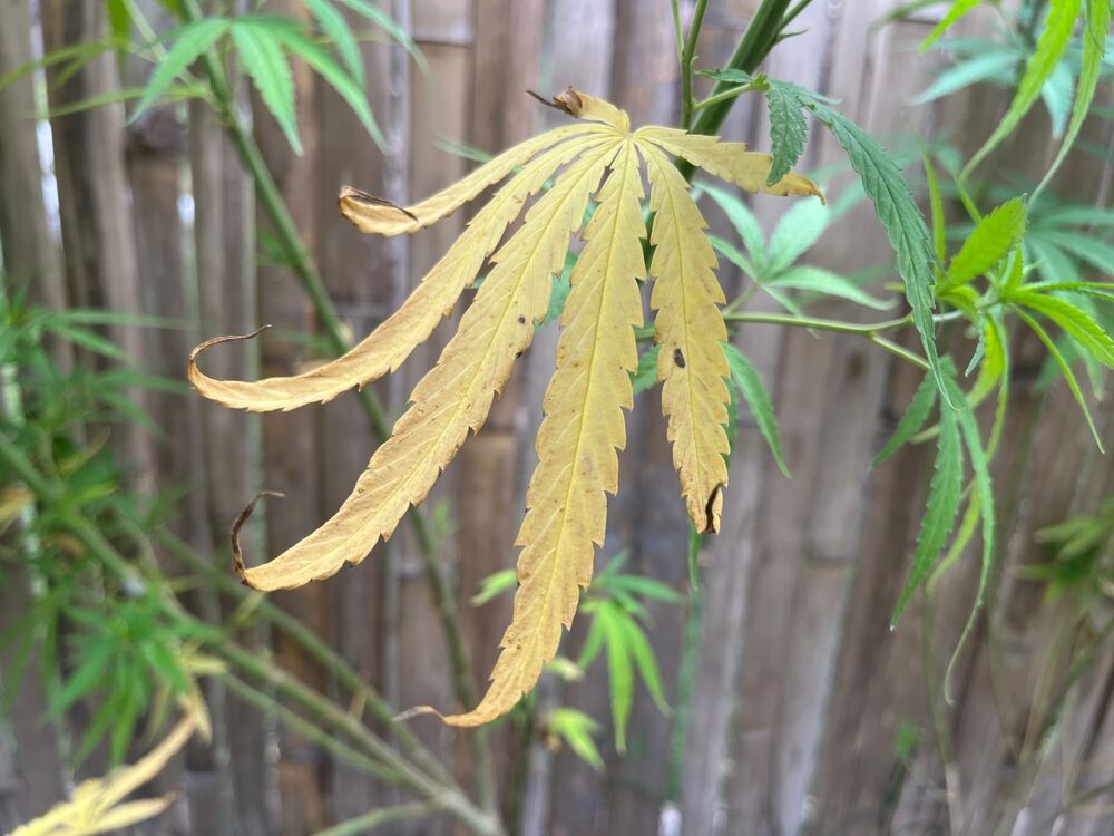 Cannabis calcium deficiency: Symptoms and fixes | Auto Seeds