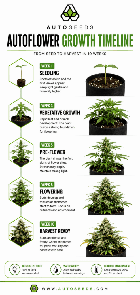 autoflower growth timeline guide