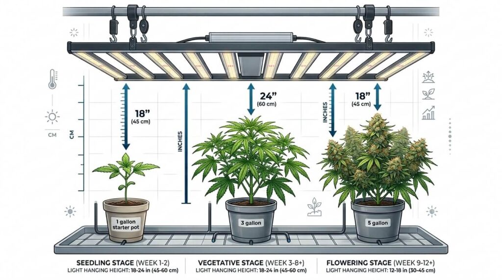 cannabis plants growth stage compared to light