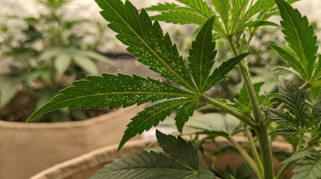 spider mites affecting cannabis