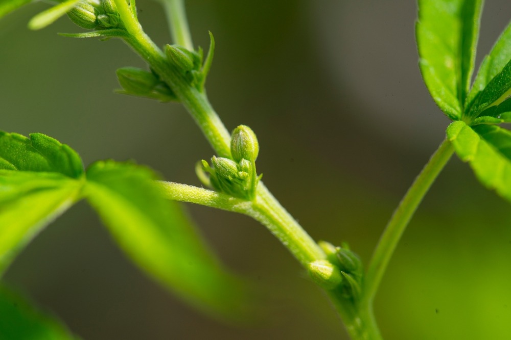 close up photo of pollen sacs on a male cannabis plant