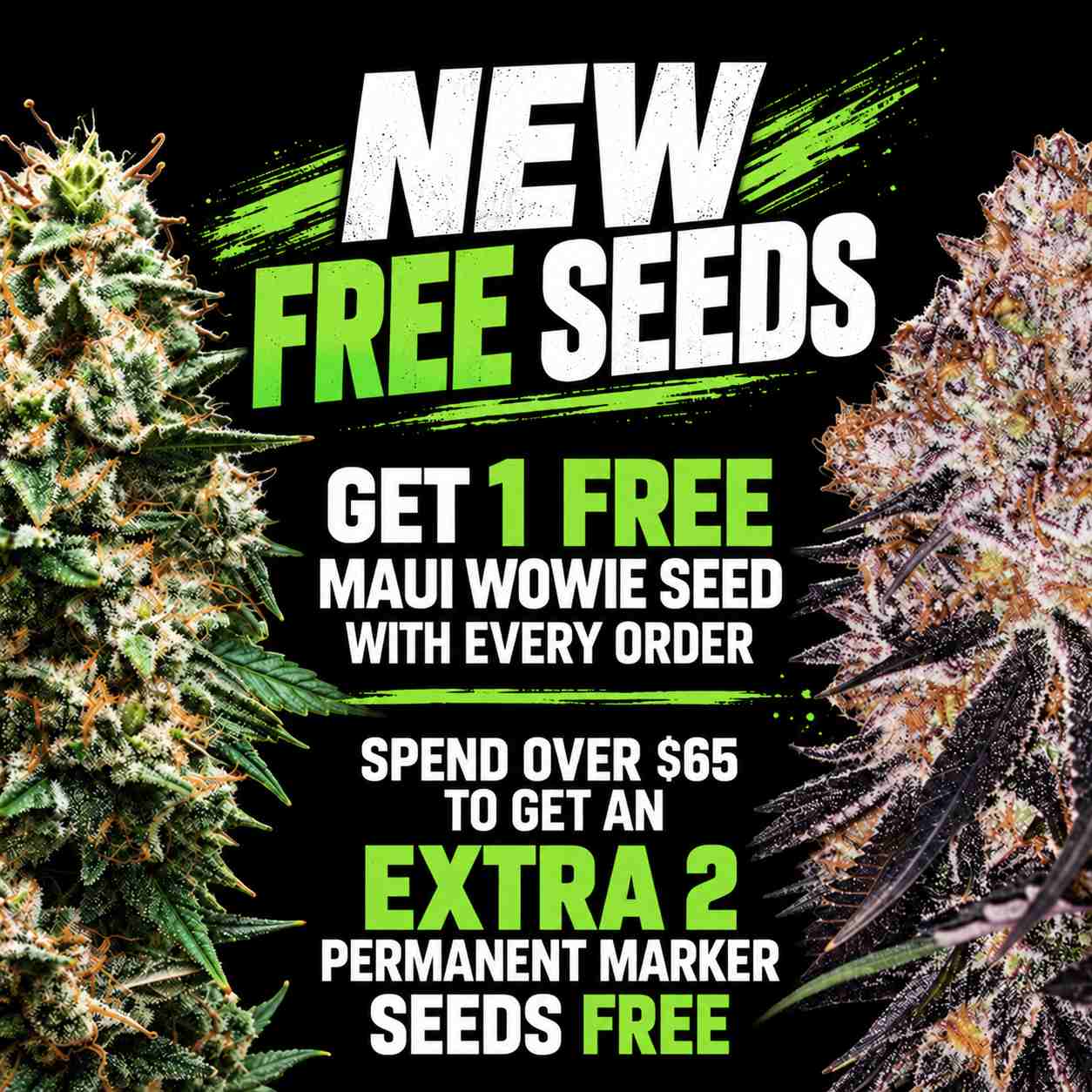 New Free Seeds