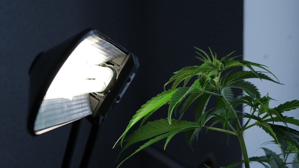 a ruderalis cannabis-plant with a light close to it.
