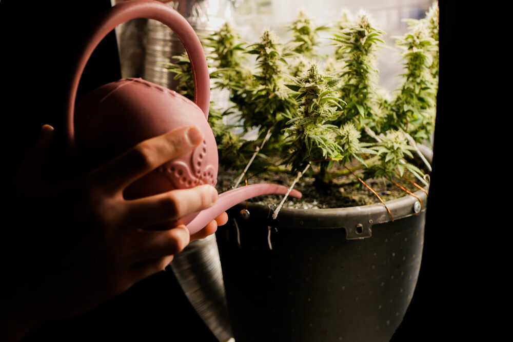cannabis plant being flushed using a watering can