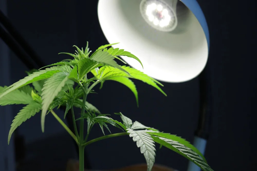 cannabis plant growing under light