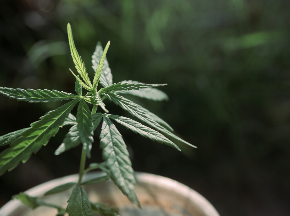 cannabis plant in veg stage 