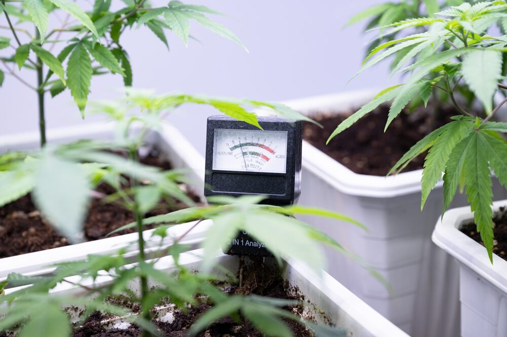 pH tester being used in cannabis plant pots