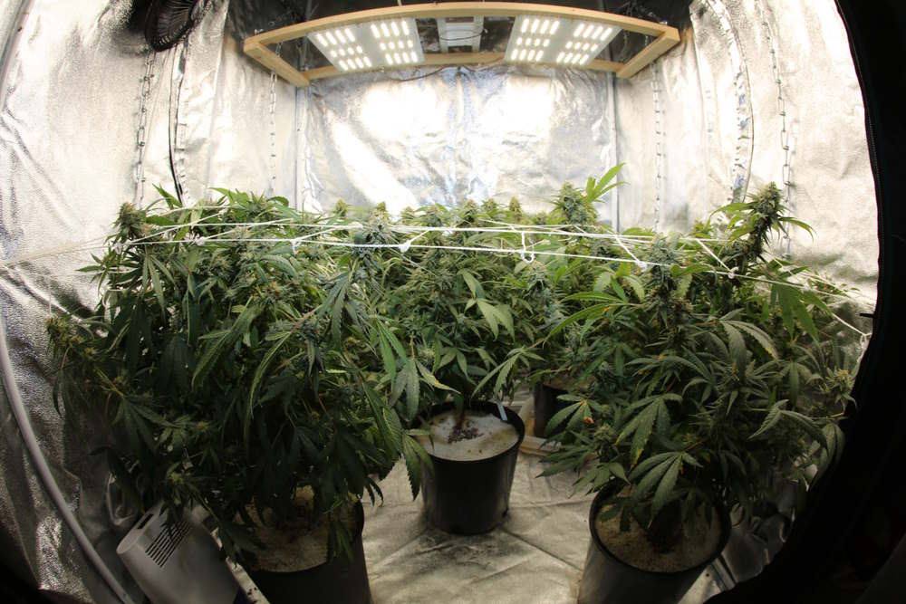 Cannabis plants growing in a grow tent indoors