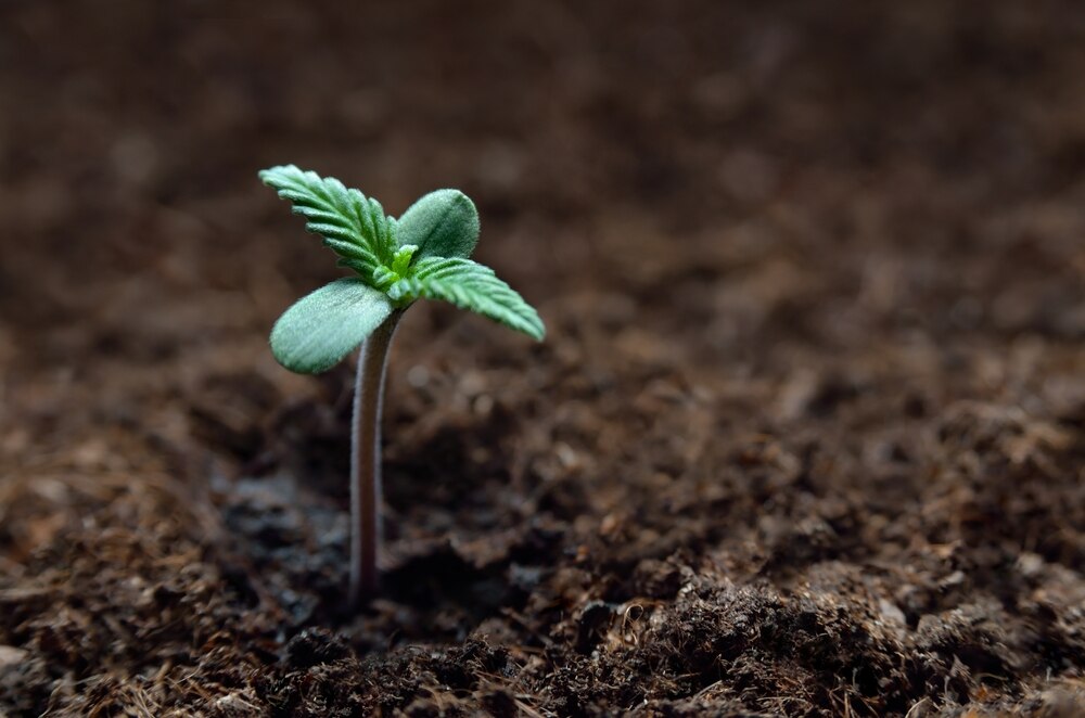 cannabis seedling growing in soil 