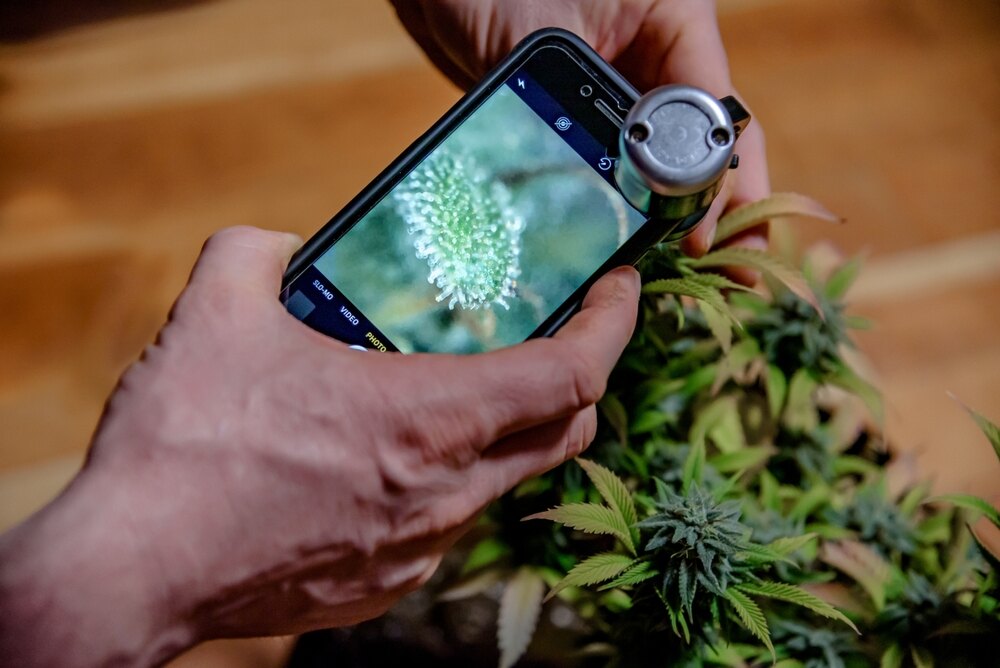 someone using a mobile phone camera and microscope attachment to look at trichomes on bud