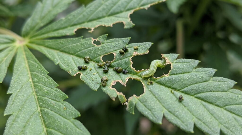 chewed cannabis leaves