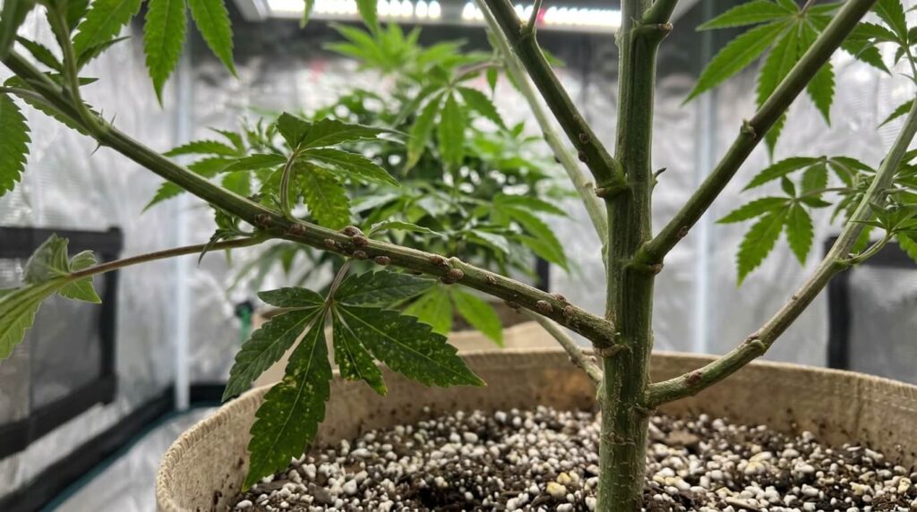 light scale infestation cannabis
