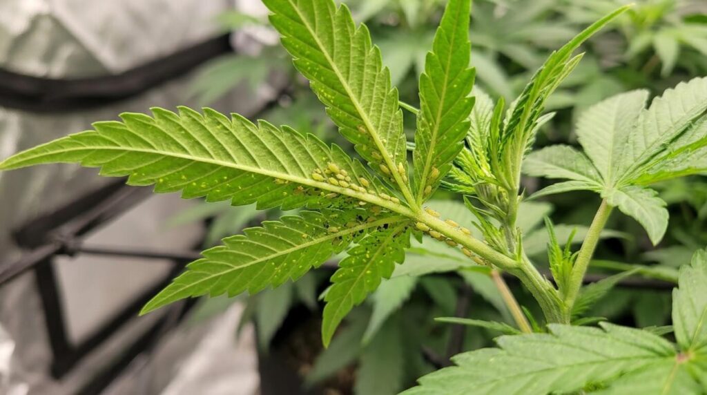 aphids affecting cannabis plant