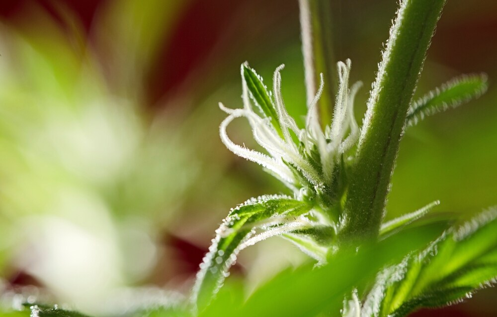 close-up photo of pistils on a female cannabis plant