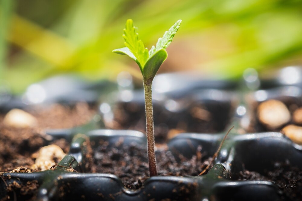 Cannabis seedling growing in grow pot